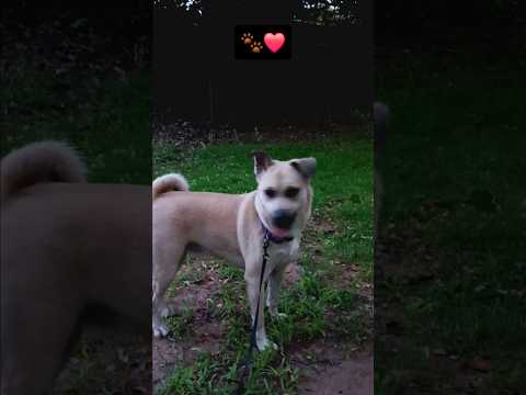 Hiking with cute dog Nadia: a few moments from her day #cutedog #nature #shorts