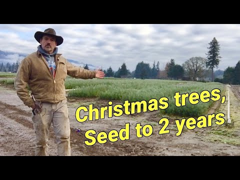 Producing Christmas tree seedlings.  Seed to 2 years.