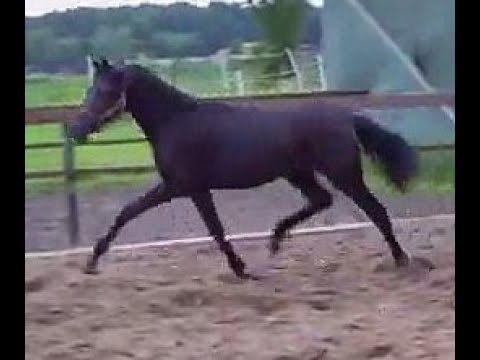 SOLD 2016 Hanoverian filly by Millenium www.sporthorses-online.com
