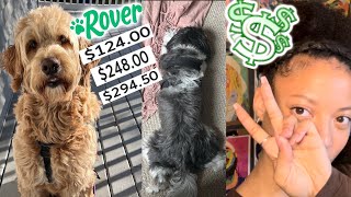 How Much I Make from Rover | Dog Walking, House Sitting, Drop Ins, Doggy Day Care 💸