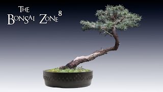 Download Lagu Choosing a Pot for My Birds Nest Spruce, Part 2, The Bonsai Zone, Sept 2021 Thumbnail