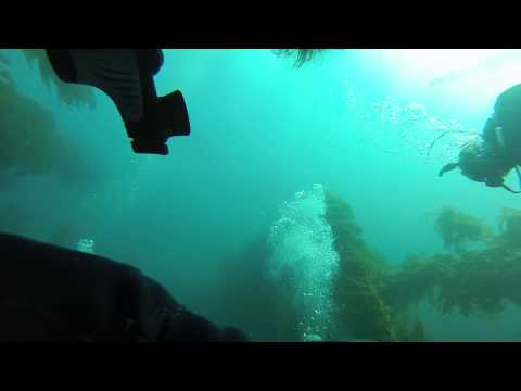 Casino Point Dive Park, Catalina, California PADI Open Water Certification Final Dive #1