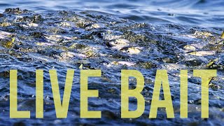 Capt. Lex Hunt - Live Bait Catch BIG Fish - Live Bait Tips, Tricks, Tactics, and Technique