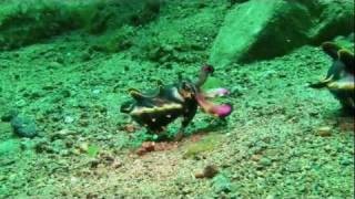 preview picture of video '201201-Anilao06(Flamboyant Cuttlefish)'