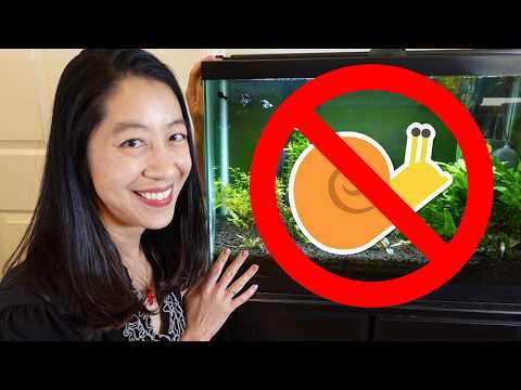 How I Keep My Aquariums 100% SNAIL-FREE with NO Chemicals