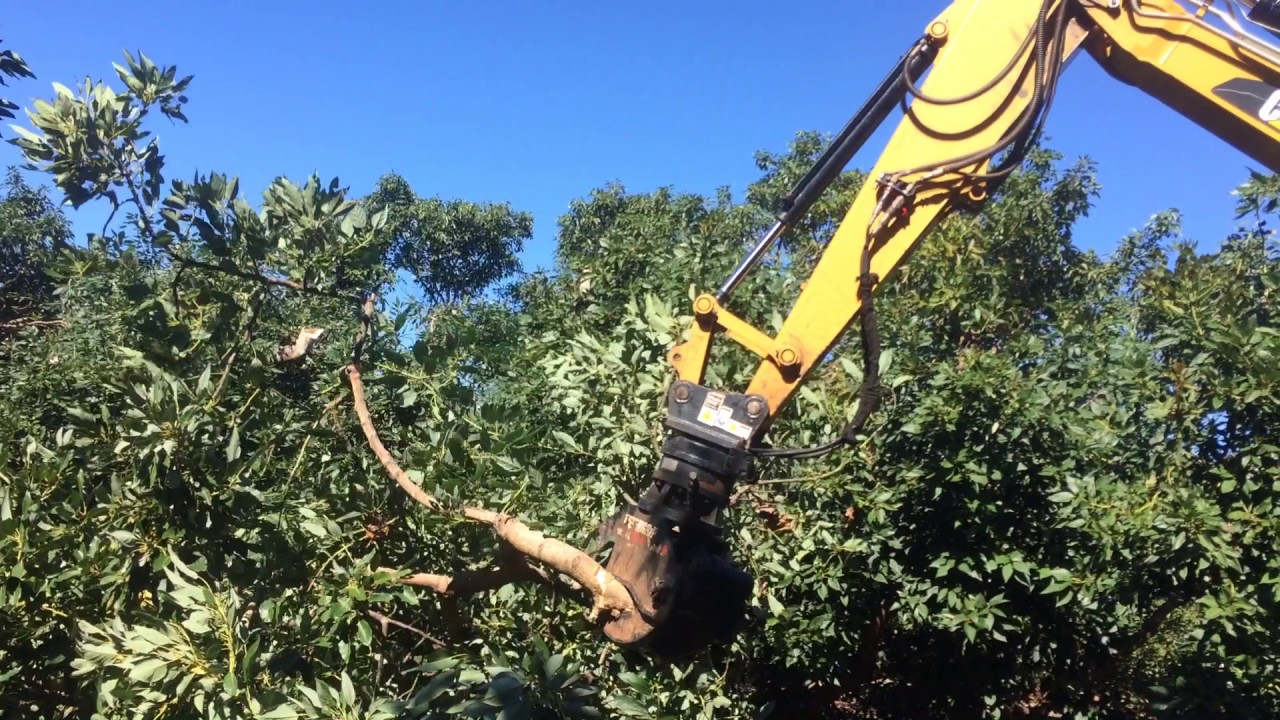 Excavator Shears - selective limb removal, especiall avocado and harvesting - video 1