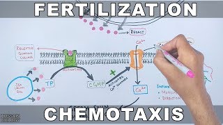 Fertilization in Sea Urchin | Chemotaxis Signalling