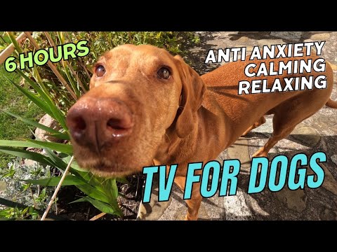 6 Hours Ultimate Dog TV Relaxation & Happiness  🐶🎵 Calming Music for Dogs! #dogtv