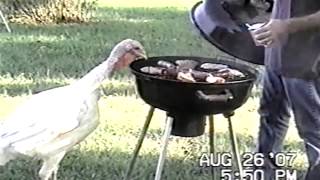 preview picture of video 'Turkey Steals The BBQ'