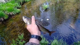 Ловля хариуса на таежной речки