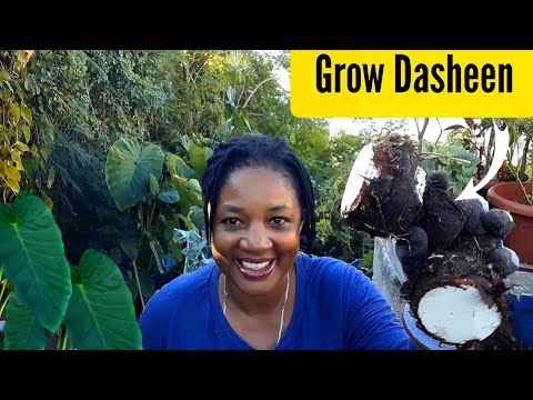 Grow Dasheen Easy! In Containers! How to Grow Dasheen At Home In Containers. Amazing Harvest!