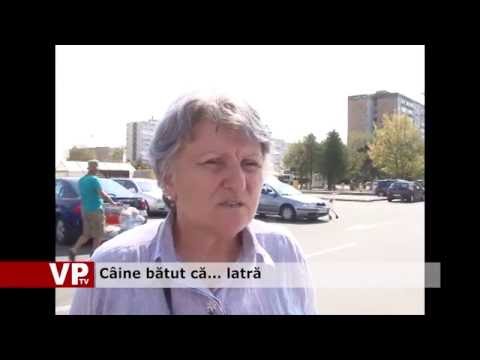 Câine bătut că… latră