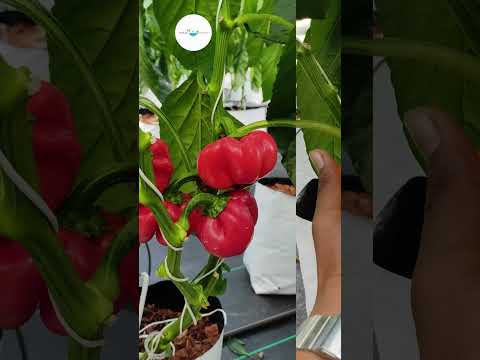 Meet the Newest Additions at the Farm