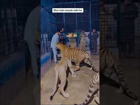 Lion &tiger attack on man in the cage😱😱🥲😳 #lion #animal