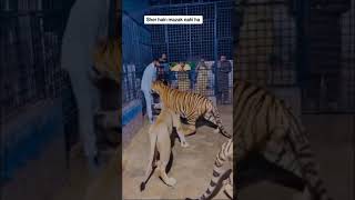 Lion &amp;tiger attack on man in the cage😱😱🥲😳 #lion #animal
