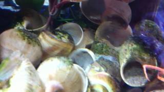 preview picture of video 'Neolamprologus Multifasciatus Shell City'