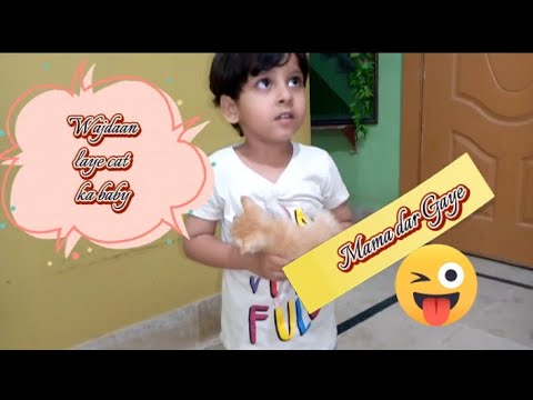 Wajdaan laye cat ka baby ||Mama dar gae|| (LIFE WITH FARWA) #youtube #youtubeshorts #shortvideo 😚😚😚