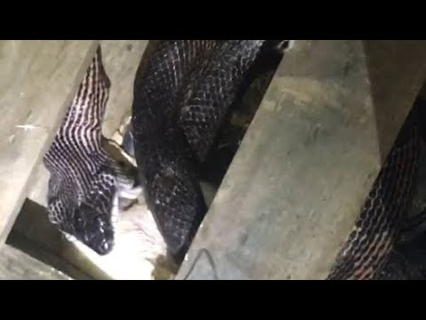 A Giant Snake Is Eating My Chickens