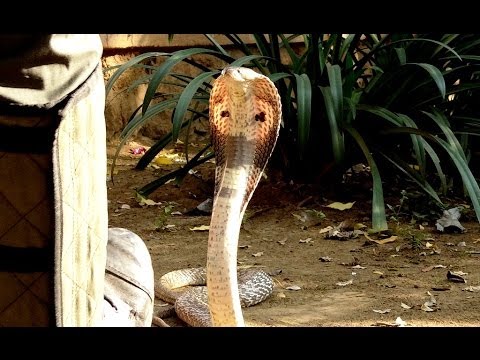 Alleviating Sufferings of Rural Snakebite Victims