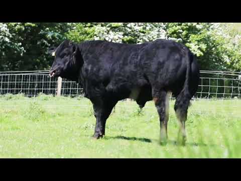 Exceptional Limousin X Blue Hybrid bull for sale - Image 2
