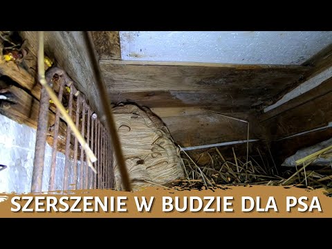 Szerszenie w budzie dla psa - usuwanie gniazda - likwidacja gniazda - gniazdo szerszeni