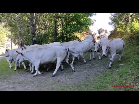 5^PARTE : TRANSUMANZA A PONTECHIANALE IN VALLE VARAITA (CN) DOM. 11 - 9 - 2022.