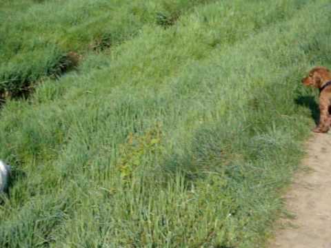 Pasja nebesa ob Pekrskem potoku