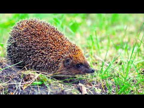 Spikes and Surprises: 5 Fascinating Hedgehog Facts for Kids!