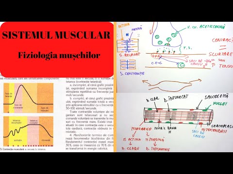 ADMITERE MEDICINA: SISTEMUL MUSCULAR 2: Fiziologia muschilor