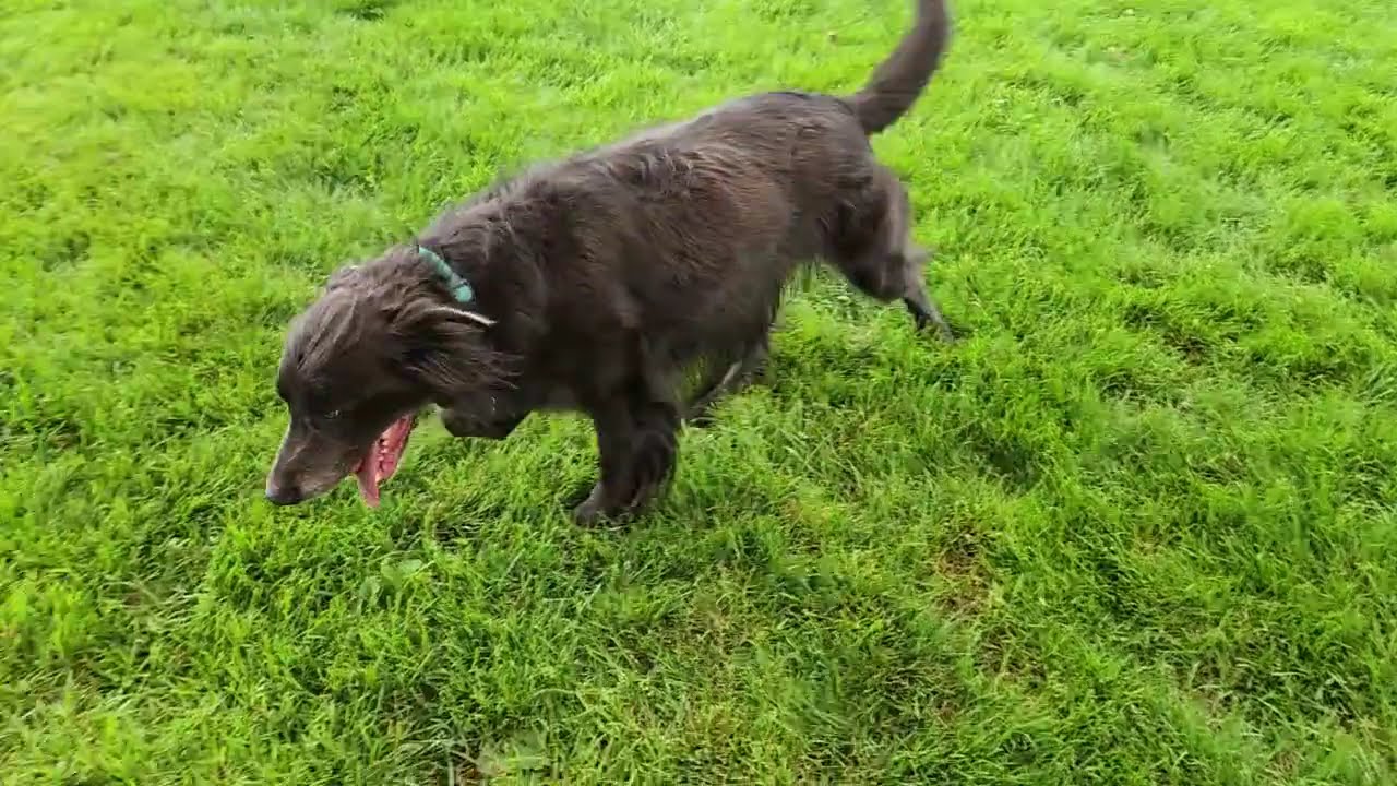 Enlarge Asher, a Adopted mixed breed in Marshfield, WI video 6/6