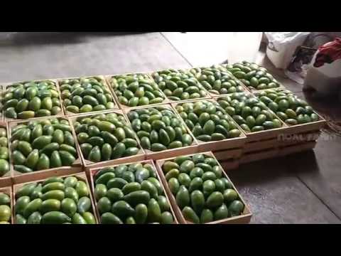 Awesome Desert Fruit Agriculture Farm Technology   Prickly pear Harvesting India Popular