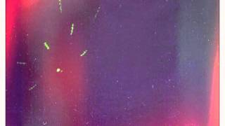 Raica - Raindoor [Further Records]