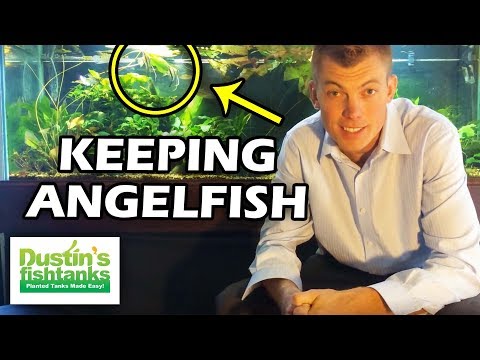 Keeping Angelfish: Freshwater Angelfish Species Sunday
