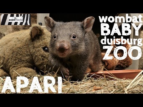 WOMBAT-BABY Apari nun HANDAUFZUCHT im ZOO DUISBURG | zoos.media