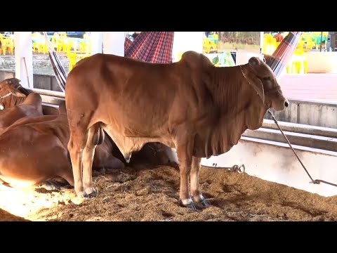 Gado da raça Sindi, propício para produção de carne e leite é destaque na Expoapi 10 12 2022