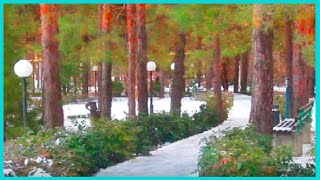 В санатории «Волгоград» прекрасный парк для прогулок в любое время года. А зимой в парке особенно красиво. Высокие сосны, прогулочные тропинки, деревянные скульптуры — всё притягивает наш взгляд. Гулять по таким красивым местам очень