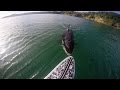 GoPro Awards: Orca vs. Paddle Board