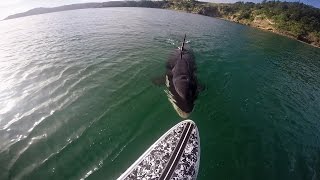 GoPro Awards: Orca vs Paddle Board