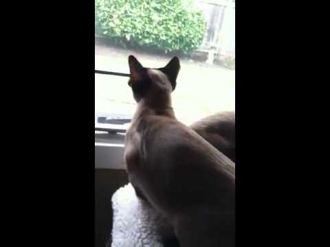 Barking Siamese Cat (Pavi)