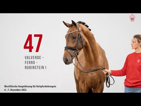 Westfälische Hauptkörung 2022 Reitpferde: Kat.Nr. 47  Valverde  -  Ferro  -  Rubinstein I