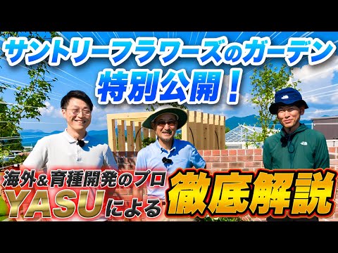 しだれニレ、ハンギングニレ 植物