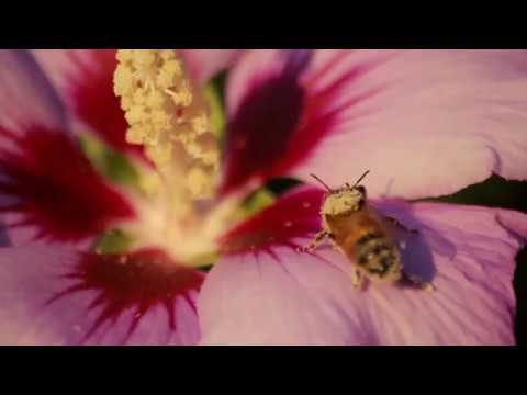 Honey Bees by Dr Optimiser