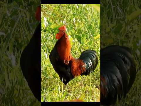 Rooster/cock crowing sound. effect 🐓 ❤️ 🐔#animalsounds #rooster #cock #chicken