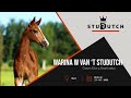 Warina W van t Studutch