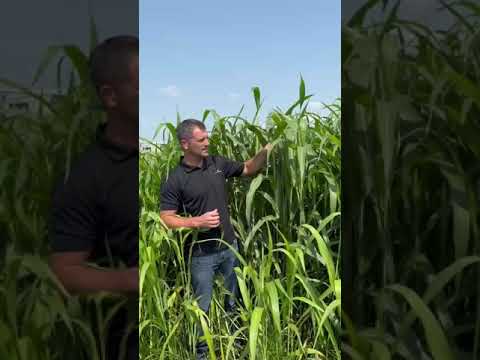 Sorghum Sudan Grass Seed