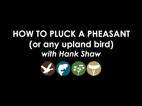 How to Pluck a Pheasant
