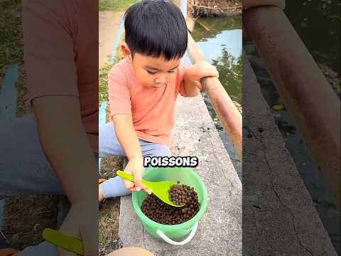 Ce Petit Garçon Donne Un Seau Entier De Nourriture Aux Poissons