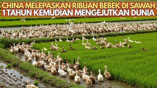Download lagu China Melepaskan Ribuan Bebek Di Sawah, 1 Tahun Kemudian Mengejutkan Dunia mp3