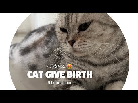 Our Cat Giving Birth for the first time // Matilda 🧡🧡🧡🧡