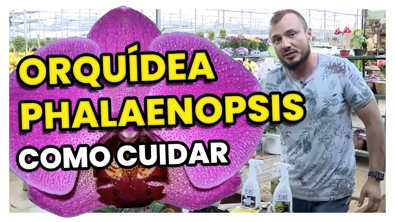 ORQUÍDEA PHALAENOPSIS | COMO CUIDAR